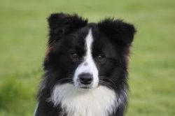 Collies are born to be active. Don’t forget that the breed was developed to help shepherds ...