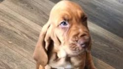 Hounds dogs, forced to while away the days in the apartment, sin with destructive behavior and o ...