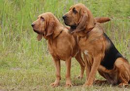 After walks, bloodhounds often bring bones and carrion into the house, but because of the massiv ...