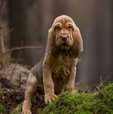 Walking with a bloodhound is both fitness and training of the owner’s attention at the sam ...