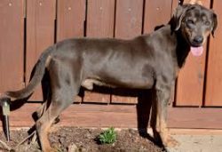 Agile and hardy;Playful, sociable, easily finds contact with other animals;Loving.
