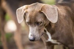 The Blue Lacy breed owes its origins to Texas farmers. In the middle of the 19th century, the la ...
