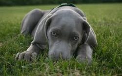these dogs, like many shepherd breeds, know how to find a common language with the household and ...