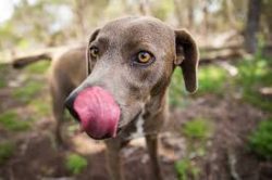 Blue Lacy is not capricious: once learned discipline, they had never been to break.