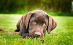 Blue Lacy – the healthy breed with strong immunity. However, there are dogs with follicula ...