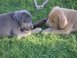 Blue Lacy or Lacy dog – breed working dog, originated in Texas in the mid-19th century. Th ...