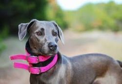 The Lacy dog was named after the Lacy brothers – Frank, George, Evin, and Harry. The broth ...