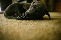 In appearance resembles a Blue Lacy mongrel that is typical for the herding dogs of the American ...