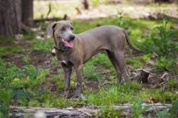 Blue Lacy easy to teach, she appeasable and obedient, she – a great employee and pet. This ...