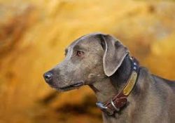 The breed was developed in Texas in the 1800s. It originates from pariah dogs, which were common ...