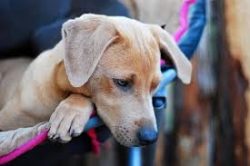 Blue Lacy has tremendous adaptability, they can easily cope with any livestock, and poultry can  ...