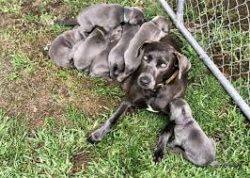 The short coat of the dog does not need close grooming. It is enough to comb it out a couple of  ...