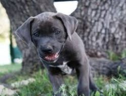 All accessories must be the property of your dog. This will be a guarantee that the animal will  ...