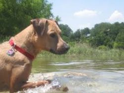 Health problems are not common in most of the breed. But for prevention purposes, it is recommen ...