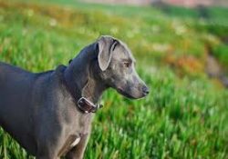 Texas farmers have made sure that this species now does not suffer from various diseases. Their  ...