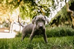 Blue Lacy is not inclined to laziness. He is excellent at handling a wide variety of livestock.