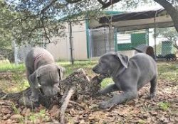 The genetics and character of dogs allow them to survive in the most difficult conditions. At th ...