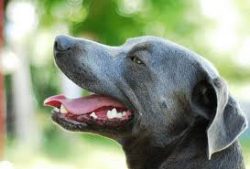 The name “blue lace” is often used. The blue tone is allowed on red lacy. And dogs o ...