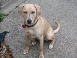 The appearance of the Blue-Lacy is more likely to associate with an ordinary mongrel than with a ...