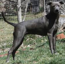 Blue Дacy vary with other herding dogs. They have great instincts, and dogs never bite cattle, h ...