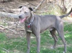 People also used these dogs as hunting dogs to search for wounded deer and other animals. Blue L ...