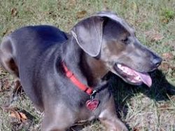 The discovery of the Blue-Lacy’s abilities as a hunting companion-assistant dramatically i ...