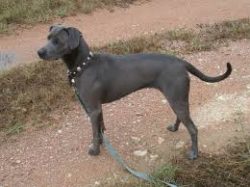 Until the last decade, representatives of the breed were grown exclusively for working purposes. ...