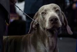 This is a rather dangerous dog that can be an excellent watchdog. But, most members of the breed ...