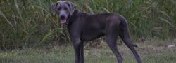 Dogs can fight with other domestic canines to defend their territory or during the mating season ...