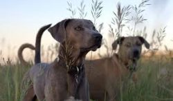 Blue Lacys are not susceptible to genetic health disorders, but this breed has far fewer provoki ...