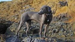 These pets tend to remain in great shape until old age, and many members of the breed are still  ...