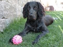 Docile nature, easily manageable;Works great in any terrain;Excellent working qualities.