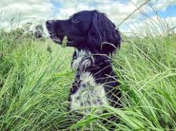 The docile nature of the Blue Picardian Spaniel is perfectly combined with excellent working qua ...