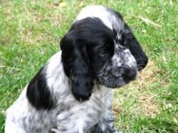 These descendants of setters and spaniels are intended for water hunting and specialize in marsh ...