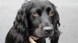 Representatives of this breed have not recorded typical diseases. To maintain your pet’s h ...
