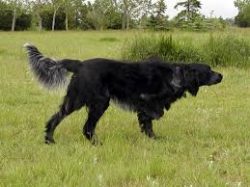 It is recommended to feed an adult spaniel twice a day – in the morning and in the evening ...