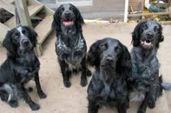 The early life of a dog is a time of significant physical and behavioral changes, as well as a p ...