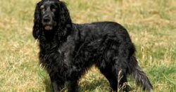 Unable to withstand competition with foreign breeds (for example, the Labrador Retriever), the B ...