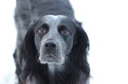 Blue Picardy Spaniels are in excellent health. Their average life span is 12 to 14 years. Do not ...