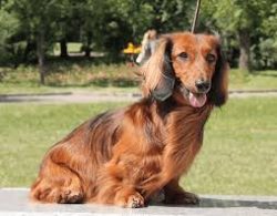 Today, these are the only dogs in the world that are registered with the American Kennel Club, a ...