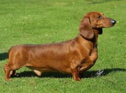 Be sure to teach your pet basic commands, train with patience. 