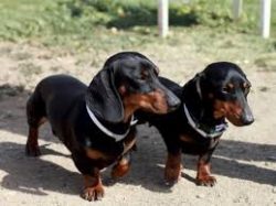Dachshunds are interested in learning everything new, so she demonstrates love for the world aro ...