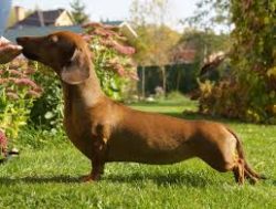 Scientists have no doubt that the short-footed dog with a long body was bred specifically for hu ...