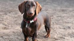 The standardization of the size and weight of the dachshund was noted in 1879. 
