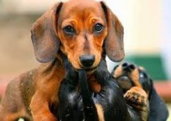 Dachshund was originally not a decorative dog, it is intended for burrow hunting. Hence –  ...