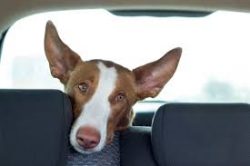 We can only guess how this breed got from Egypt to the island of Ibiza. It is possible that the  ...