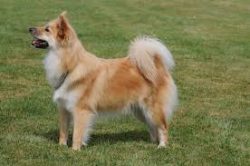 The specific appearance of this dog suggests that this breed is related to Spitz. The Icelandic  ...