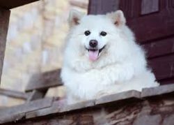 Generally, the Indian Spitz is divided into the Lesser Indian Spitz / Small Indian Spitz (Roughl ...