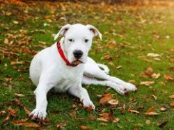 If the dog is guilty, does not obey you, or has been behaving badly recently, you can postpone t ...