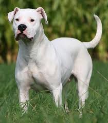 This is a fairly large dog with well-developed muscle mass. The head is broad with a well-arched ...